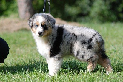Aussie puppy with marbled blue coloring