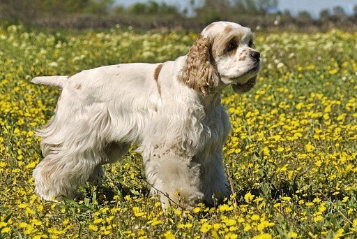 American Cocker Spaniel white color with brown markings