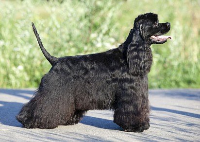 Black American Cocker Spaniel clipped for show