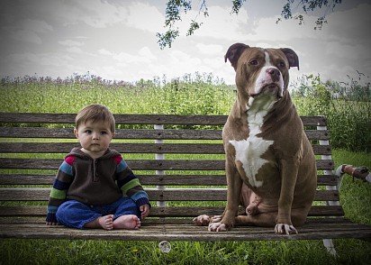 Pitbull with baby