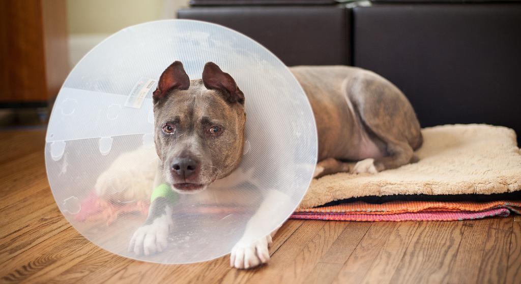 Pit Bull in protective collar