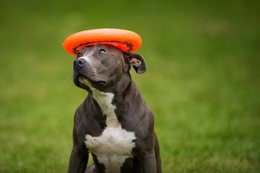 Where's the Frisbee? 