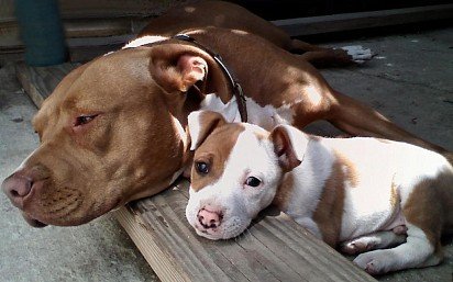 Pit bull puppy with mom