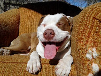 Very happy pit bull