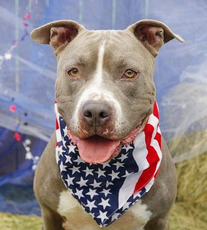 American Pit Bull Terrier in an American scarf