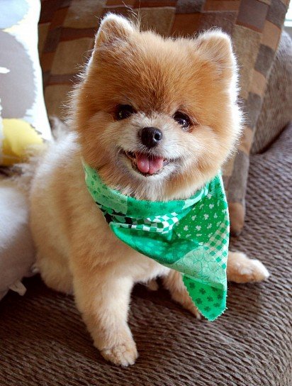 Pomeranian Spitz