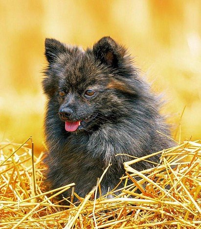 Black Pomeranian Spitz