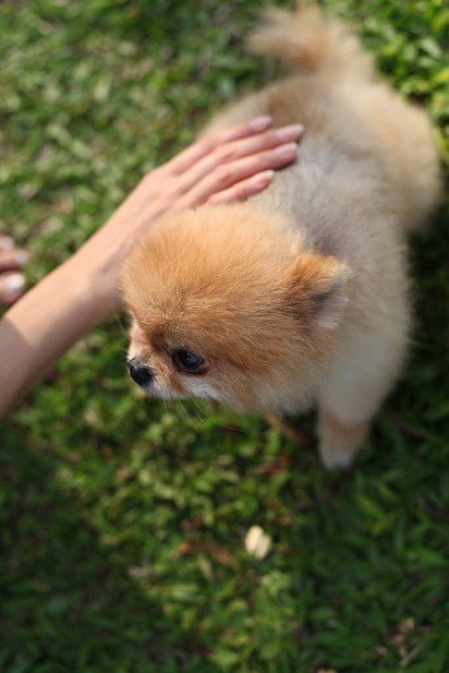Pomeranian Spitz puppy