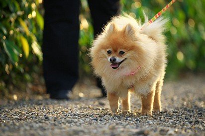 Pomeranian Spitz on a walk