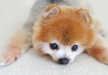 Pomeranian Spitz