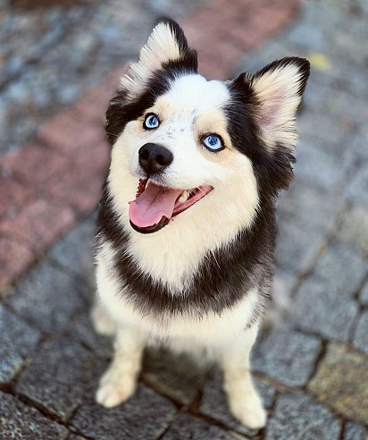 Smiling Dog