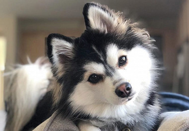 Pomsky