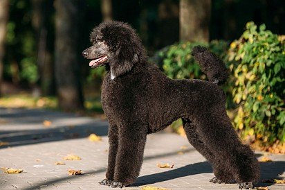 Modern Poodle Haircut