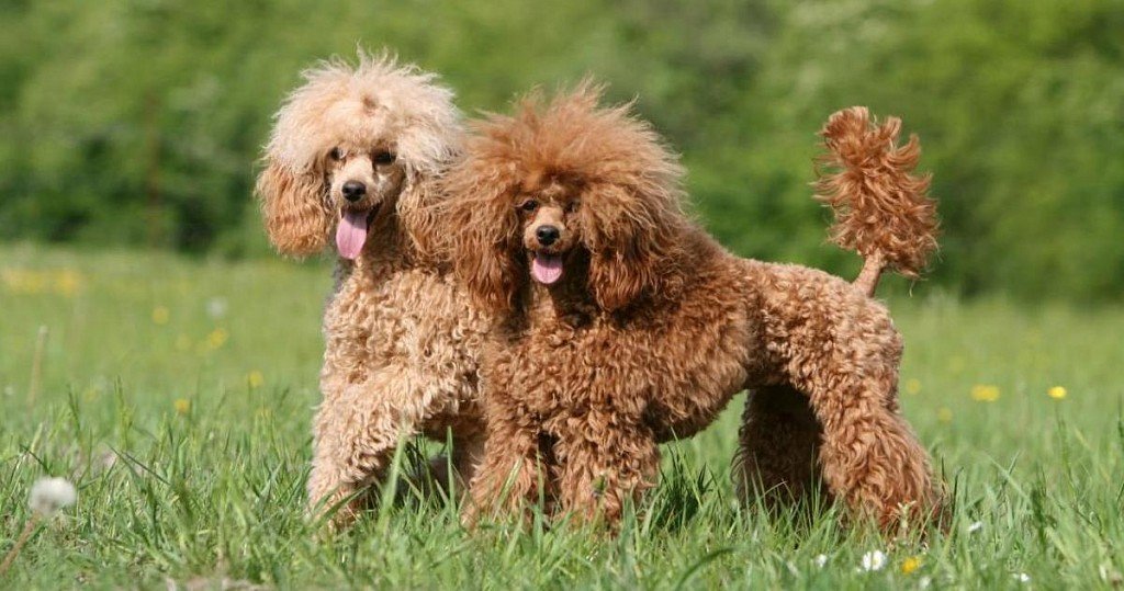 Small Poodles