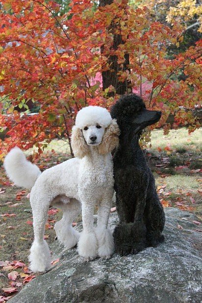 Poodle is a smart dog with a long curly coat
