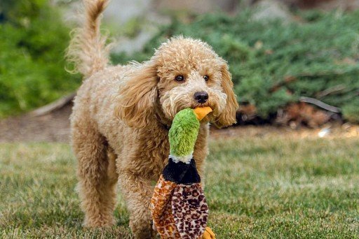 Dwarf with toy duck