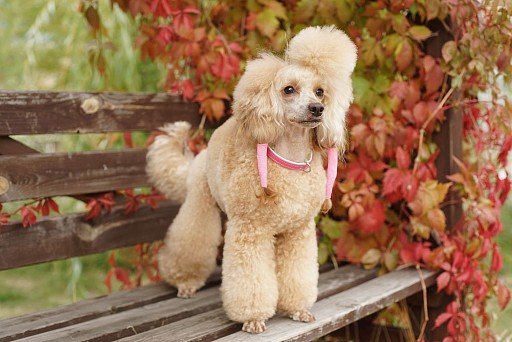 Dwarf Poodle