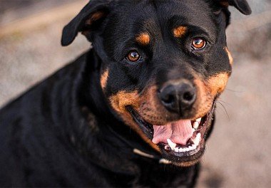 Rottweiler