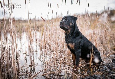 Rottweiler