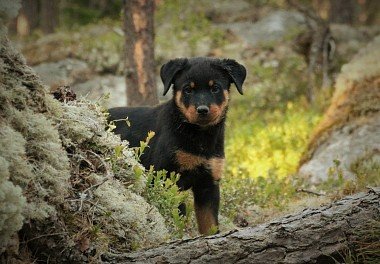 Rottweiler