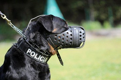 Rottweiler muzzled