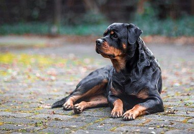 Rottweiler