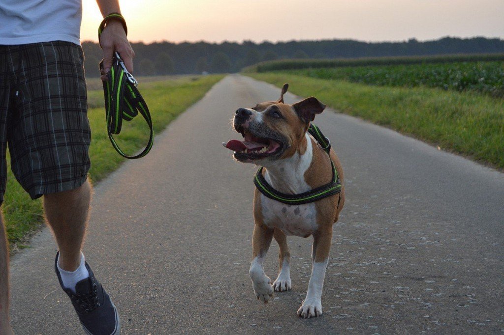 Amstaff walks with owner