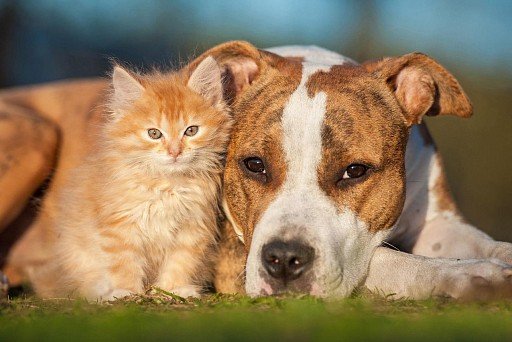American Staffordshire Terrier with cat