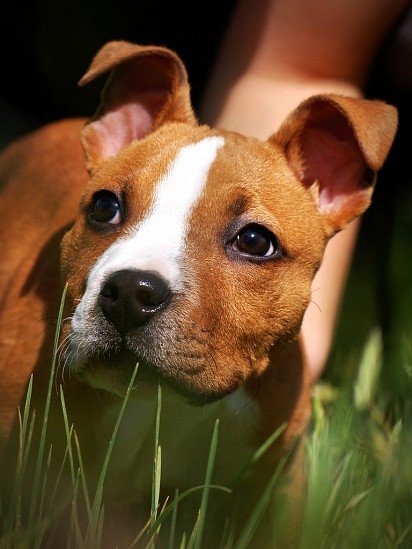 American Staffordshire Terrier puppy muzzle