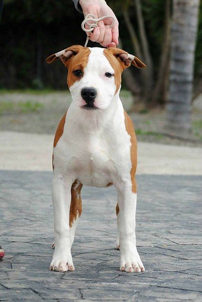 Ear placement in an American Staffordshire Terrier puppy