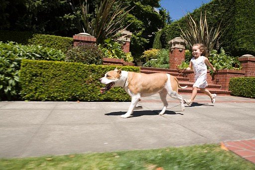 Amstaff walking with a baby