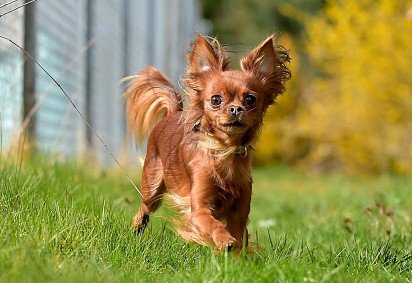 Long-haired Russian Toy Terrier