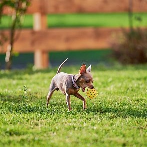 Russian Toy Terrier