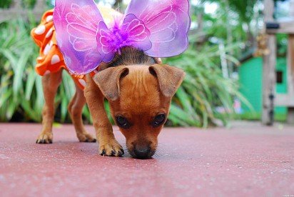 Russian Toy Terrier