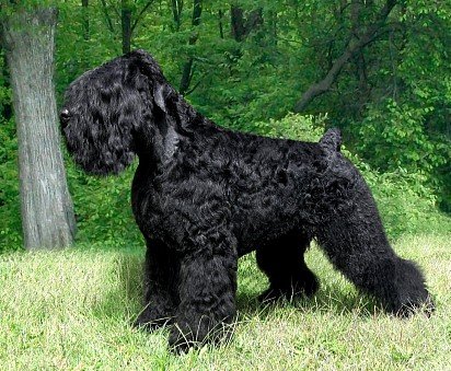 Trimmed Russian Black Terrier with bought tail