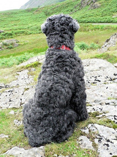 Curly back black terrier