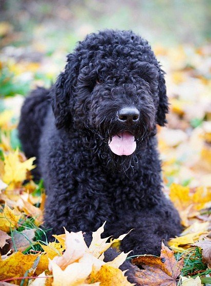 Black terriers also love fall pictures in leaves