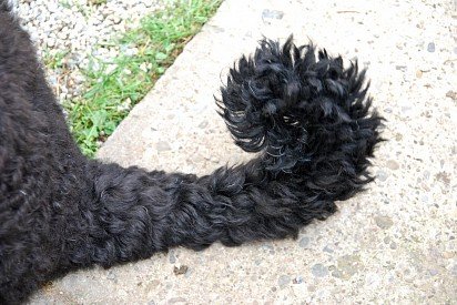 Russian Black Terrier's Tail
