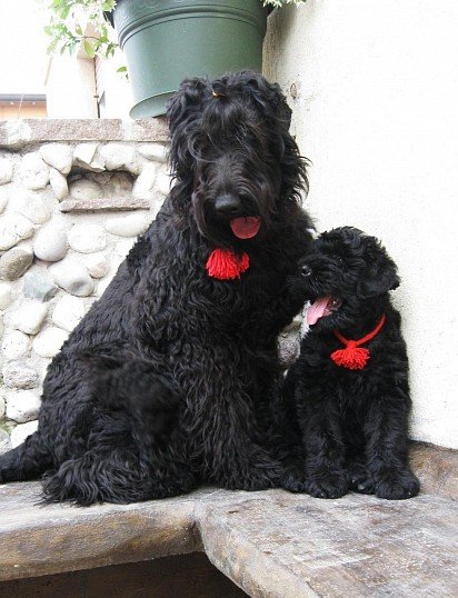 Russian Black Terrier puppy with mom