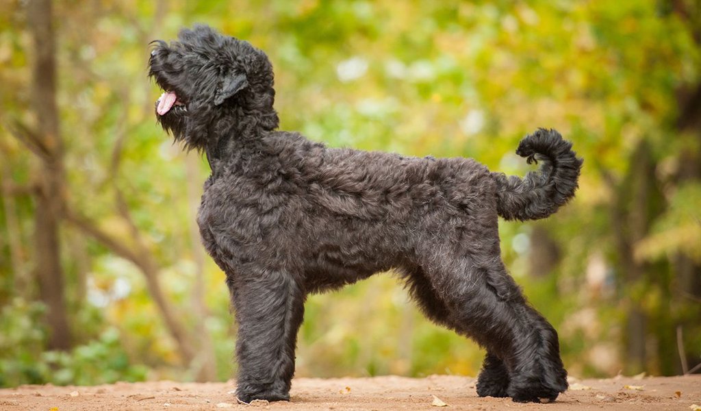 Russian Black Terrier