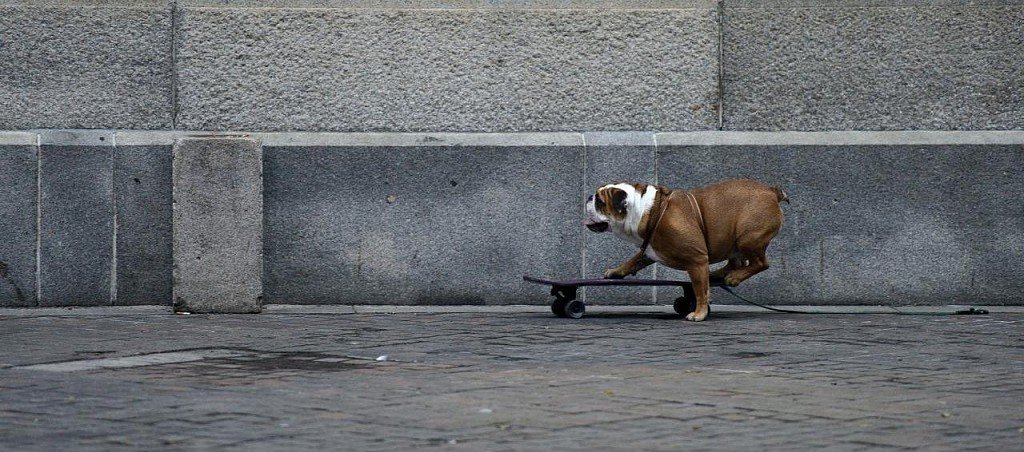 Interesting fact: English bulldogs love to skateboard and they're pretty good at it! For example, in 2015, Otto the bulldog from Peru skated at high speed through 30 people who stood in the road and spread their legs. 