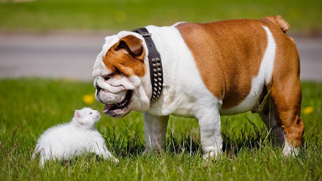 English bulldog meets kitten
