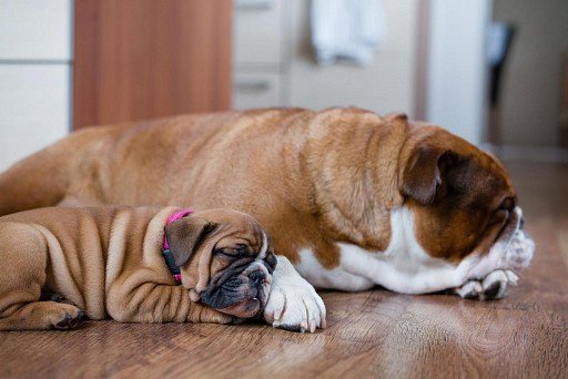 English bulldog puppy sleeps next to mom