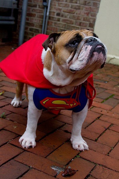 A super bulldog will save this city! 