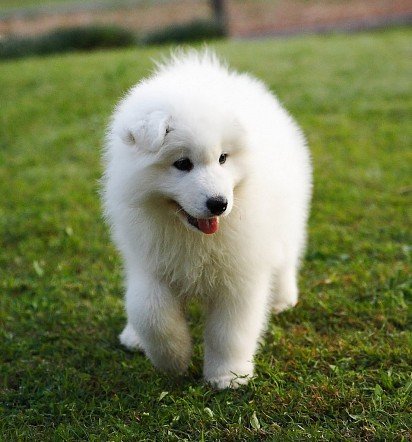 Fluffy Samoyed puppy