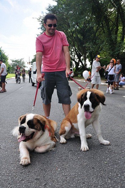 St. Bernards with owner