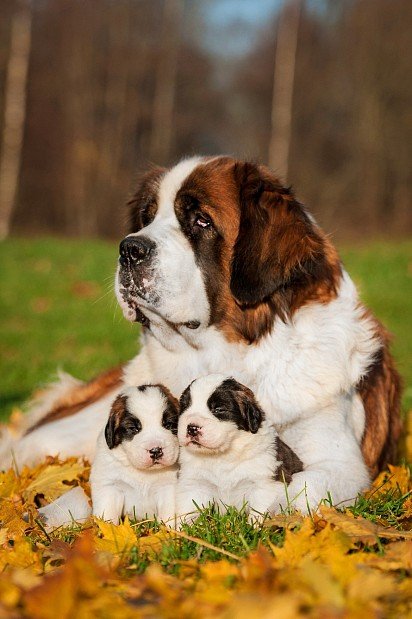 Mama St. Bernard with two puppies