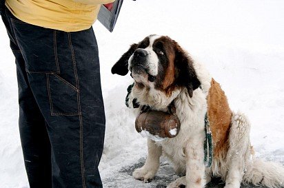 Don't delay in training your St. Bernard! 
