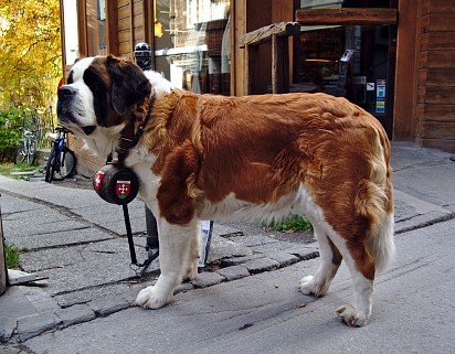 St. Bernard rescuer with first aid kit around his neck