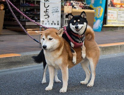 Shiba Inu red and black colors